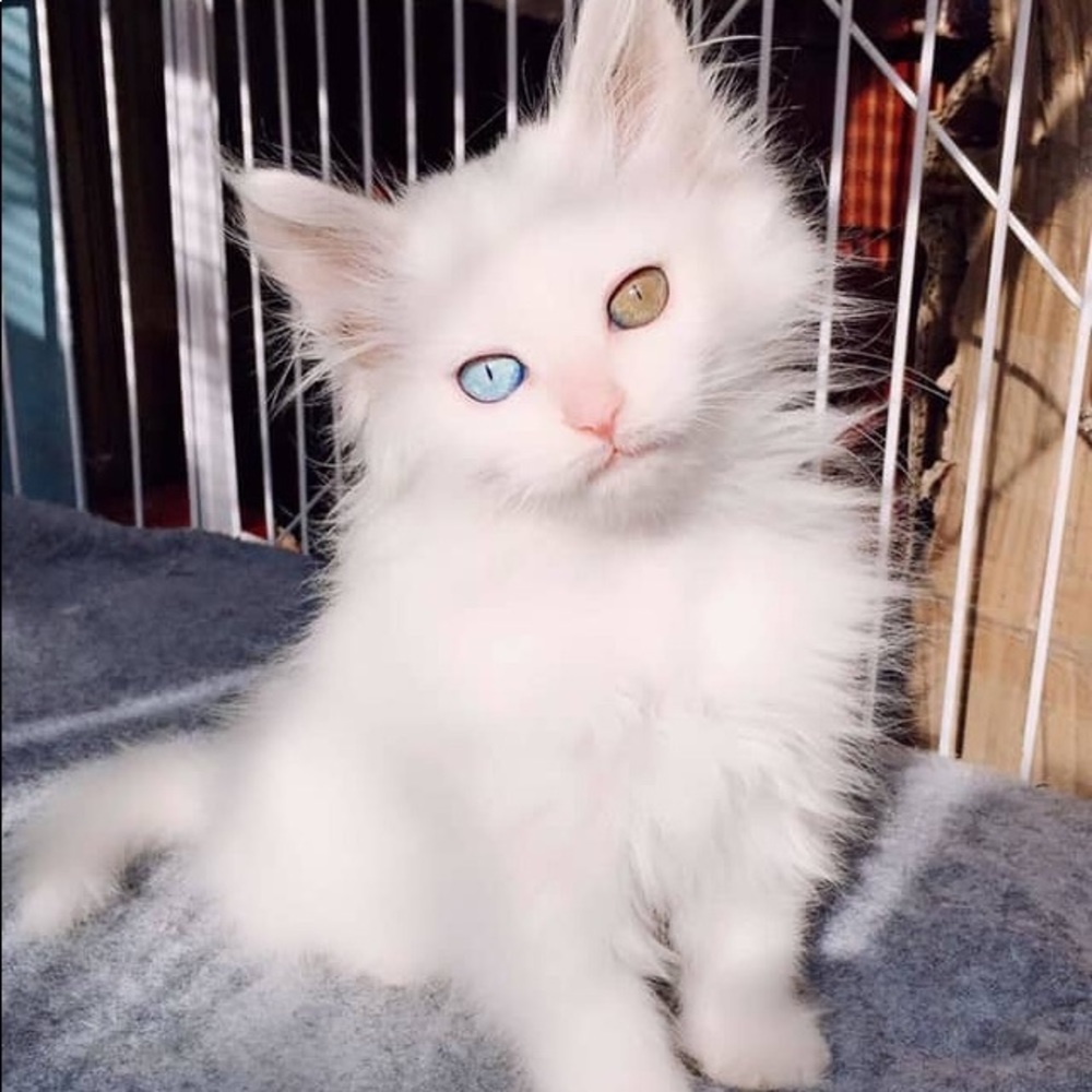 Meet your Posher, Dennis